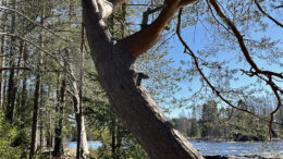 Virkistysalueiden käyttö pysyi Oulussa korkealla tasolla. Retkeily- ja virkistysalueiden ylläpitoon käytettiin määrärahoja 3,4 euroa asukasta kohden. Peruskorjauksia tehtiin muun muassa Koitelissa. Kuva: Teea Tunturi