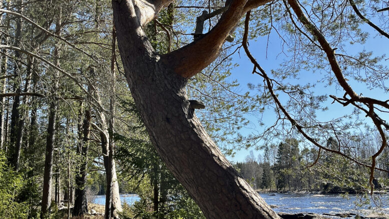 Virkistysalueiden käyttö pysyi Oulussa korkealla tasolla. Retkeily- ja virkistysalueiden ylläpitoon käytettiin määrärahoja 3,4 euroa asukasta kohden. Peruskorjauksia tehtiin muun muassa Koitelissa. Kuva: Teea Tunturi