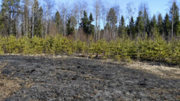 Tuli levisi huhtikuussa maastoon Haukiputaalla varomattomasta kulotuksesta. Suurin osa käsistä lähteneistä kulotuksista on alkujaan ollut melko pieniä oman pihapiirin, ojanpientareen tai pellon kulotuksia, kuten tässäkin tapauksessa. Kuva: Oulun poliisi