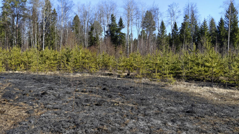 Tuli levisi huhtikuussa maastoon Haukiputaalla varomattomasta kulotuksesta. Suurin osa käsistä lähteneistä kulotuksista on alkujaan ollut melko pieniä oman pihapiirin, ojanpientareen tai pellon kulotuksia, kuten tässäkin tapauksessa. Kuva: Oulun poliisi