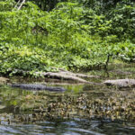 Floridassa näkyi hieman erilaisia eläimiä kuin Juopulilla.