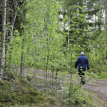 Runtelinharjulle vievä reitti on merkitty selkeästi keltaisilla puupalikoilla molemmin puolin reittiä.