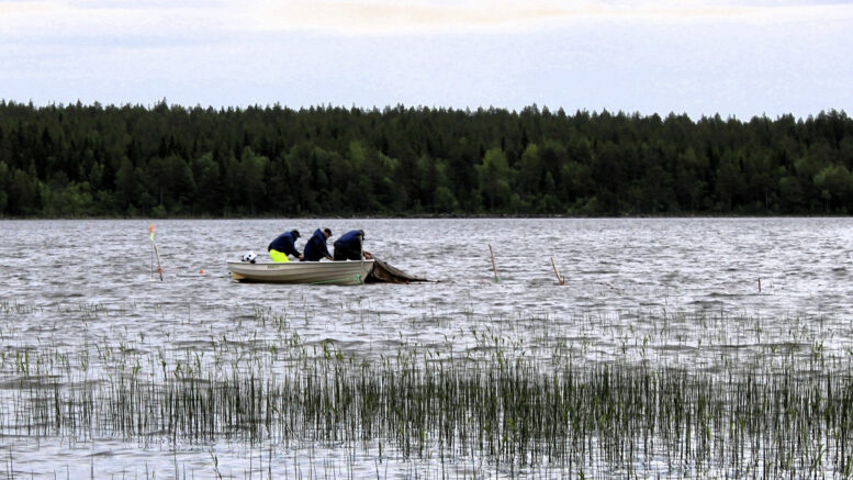 Kevään kelit eivät täysin rysäpyyntiä suosineet, sillä pahimmillaan kova tuuli sai rysän irtoamaan pohjasta, jolloin pyydyksen nielu umpeutui. Lisäksi rysiin tarttui tuulisilla ilmoilla roskaa. Kuvan tilanteessa pyydyksestä löytyi runsaasti pientä kalaa mutta ei yhtään lahnaa. Kuvat: Ritva Piri