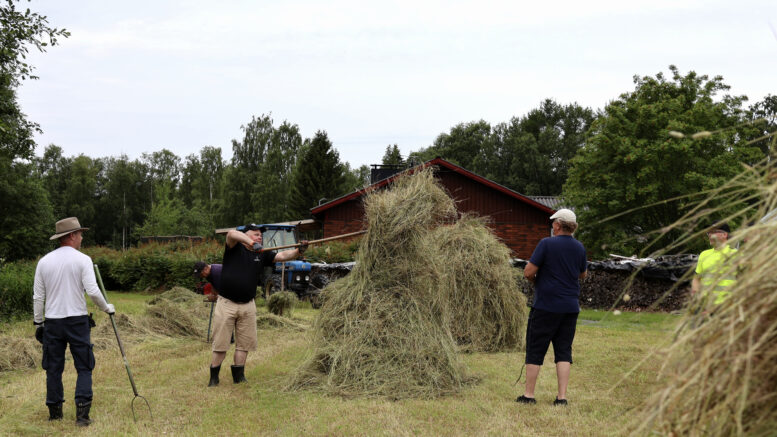 Talkoisiin saapui tusinallinen naapureita, jotka nostelivat heinää seipäille vanhasta muistista. / Suurimmalle osalle heinänteko vanhankansan malliin oli tuttua puuhaa lapsuus- ja nuoruusvuosilta.