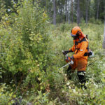 Mikko Alatalon mukaan Suomen metsissä töitä riittää, kunhan metsänomistajat teettävät metsänhoidon töitä.