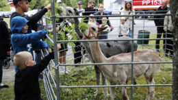 Suloiset alpakat olivat Kellon kesäpäivien mieluisin nähtävyys. Kuvat: Anu Kauppila
