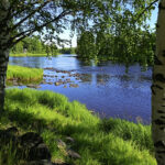 Kiiminkijokea rautatiesillan alta kuvasi Pekka Lappalainen Haukiputaalta.