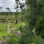 Kyllä on luonto upeaa ja vehreää. Ja joen pilviaallot erikoisia. Kuva: E. Repo, Yli-Ii