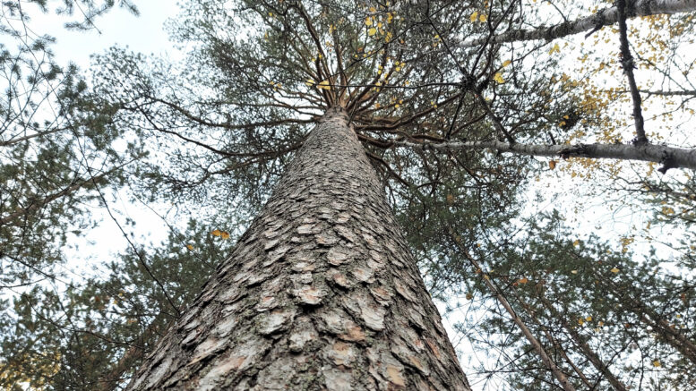 Huhuu, asuuko siellä ketään? Kuva on otettu syksyllä, joten pikkuötököitä lukuun ottamatta ei asukkaita ollut. Kesäaikaan yleensä on, sekä kuvan männyssä että viereisissä koivuissa. Kuva: Ritva Piri