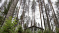 Louve-erämökit sulautuvat ympäröivään mäntymetsään Kiiminkijoen törmällä. Kuvat: Teea Tunturi