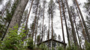 Louve-erämökit sulautuvat ympäröivään mäntymetsään Kiiminkijoen törmällä. Kuvat: Teea Tunturi