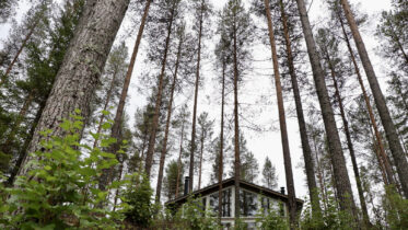 Louve-erämökit sulautuvat ympäröivään mäntymetsään Kiiminkijoen törmällä. Kuvat: Teea Tunturi