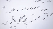 Kurjet lähtivät Pohjois-Pohjanmaaltakin liikkeelle kohti etelää viikon 39 alkupuolella. Kuva: Micha Fager/BirdLife Suomi ry