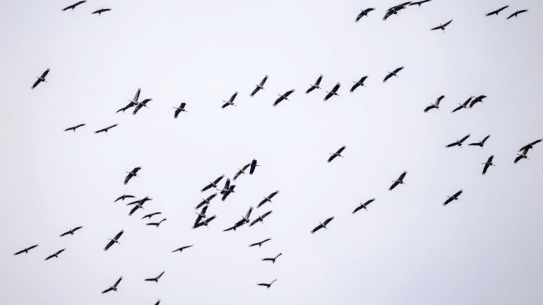 Kurjet lähtivät Pohjois-Pohjanmaaltakin liikkeelle kohti etelää viikon 39 alkupuolella. Kuva: Micha Fager/BirdLife Suomi ry