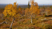 Kotimaanmatkailu syyslomalla kiinnostaa edelleen, vaikkakin se on ollut koronavuosien jälkeen laskusuhdanteessa. Kuva: Pixabay