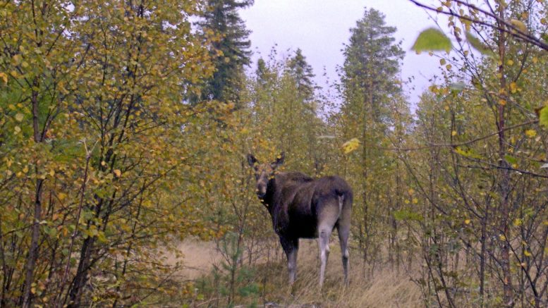 Sekä hirven että valkohäntäpeuran pyyntilupia myönnettiin tänä vuonna noin neljännes enemmän kuin viime vuonna. Kuva: Rantapohjan arkisto